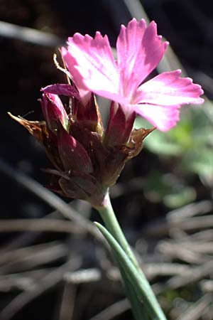 Dianthus carthusianorum subsp. carthusianorum \ Kart�user-Nelke / Carthusian Pink, A Hainburg 10.5.2025