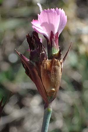 Dianthus carthusianorum subsp. carthusianorum \ Kart�user-Nelke / Carthusian Pink, A Hainburg 10.5.2025