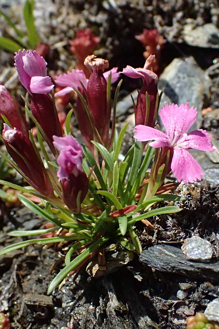 Dianthus glacialis \ Gletscher-Nelke, A Bad Gastein 29.6.2025