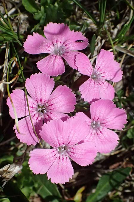 Dianthus glacialis \ Gletscher-Nelke, A Kolm Saigurn 2.7.2025