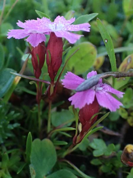 Dianthus glacialis \ Gletscher-Nelke / Glacier Pink, A Gro&szlig;glockner 11.8.2025