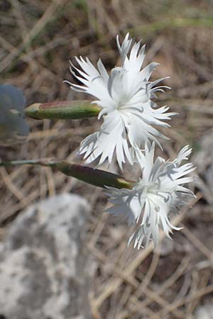 Dianthus lumnitzeri \ Hainburger Feder-Nelke, Pressburger Nelke / Lumnitzer's Pink, A Hainburg 14.5.2022