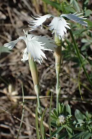 Dianthus lumnitzeri \ Hainburger Feder-Nelke, Pressburger Nelke / Lumnitzer's Pink, A Hainburg 10.5.2025