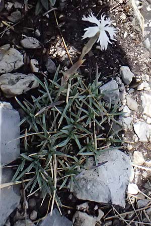 Dianthus lumnitzeri \ Hainburger Feder-Nelke, Pressburger Nelke / Lumnitzer's Pink, A Hainburg 13.6.2026