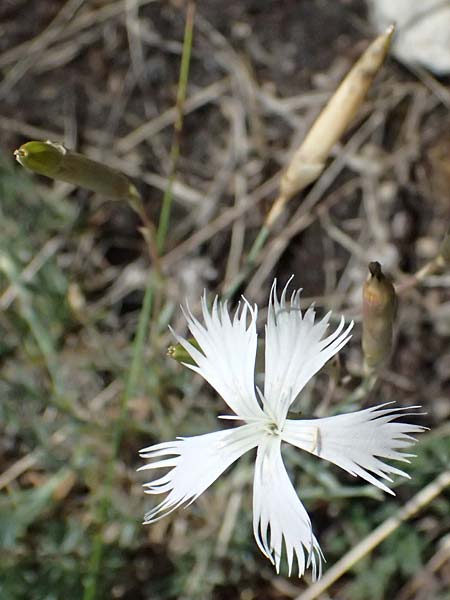 Dianthus lumnitzeri \ Hainburger Feder-Nelke, Pressburger Nelke / Lumnitzer's Pink, A Hainburg 13.6.2026