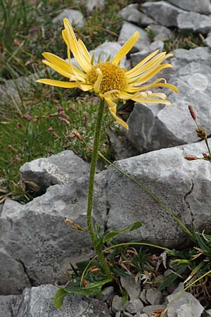 Doronicum glaciale / Glacier Leopard's-Bane, A Trenchtling 3.7.2019