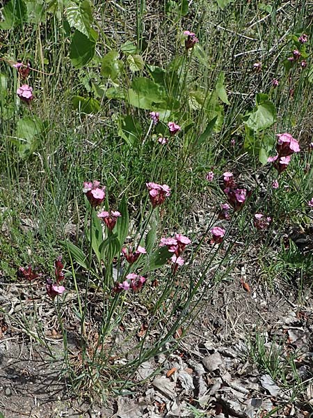 Dianthus pontederae \ Pannonische Nelke / Hungarian Pink, A Seewinkel, Podersdorf 11.5.2022