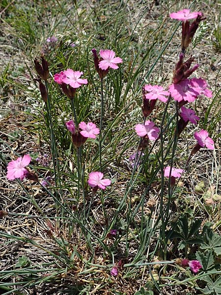 Dianthus pontederae \ Pannonische Nelke / Hungarian Pink, A Hainburg 14.5.2022