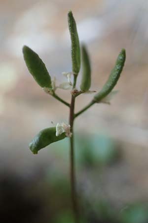 Draba pacheri \ Pachers Felsenbl�mchen, A K&auml;rnten, Koralpe 5.7.2023