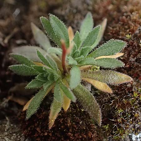 Draba pacheri \ Pachers Felsenbl�mchen, A K&auml;rnten, Koralpe 5.7.2023