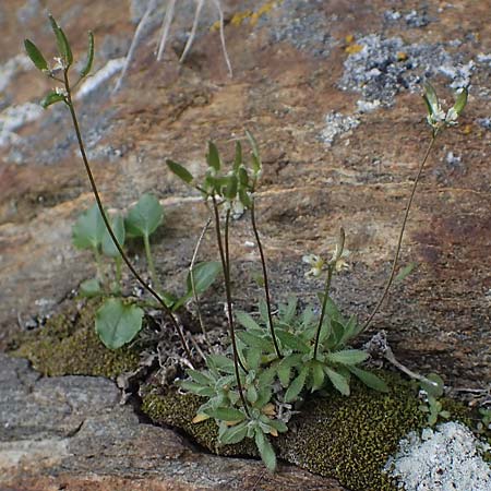 Draba pacheri \ Pachers Felsenbl�mchen, A K&auml;rnten, Koralpe 5.7.2023
