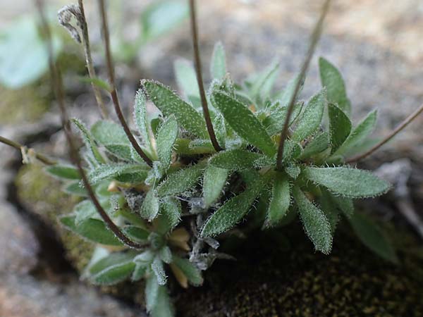 Draba pacheri \ Pachers Felsenbl�mchen, A K&auml;rnten, Koralpe 5.7.2023
