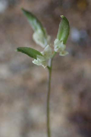 Draba pacheri \ Pachers Felsenbl�mchen, A K&auml;rnten, Koralpe 5.7.2023