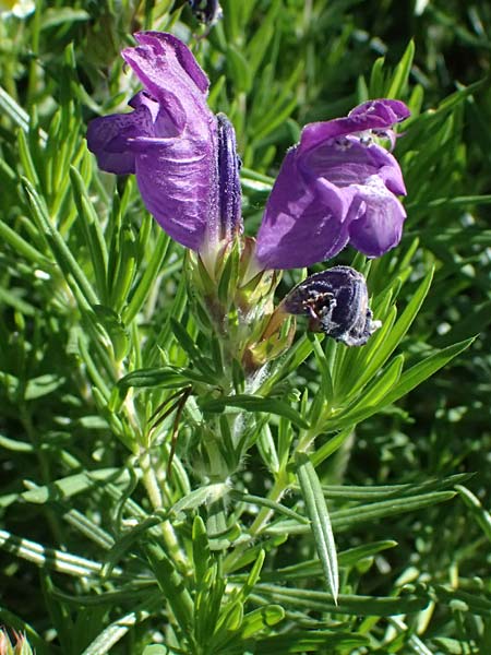 Dracocephalum austriacum \ sterreichischer Drachenkopf / Austrian Dragon Head, A Hainburg 12.5.2015