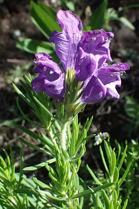 Dracocephalum austriacum \ sterreichischer Drachenkopf / Austrian Dragon Head, A Hainburg 12.5.2015