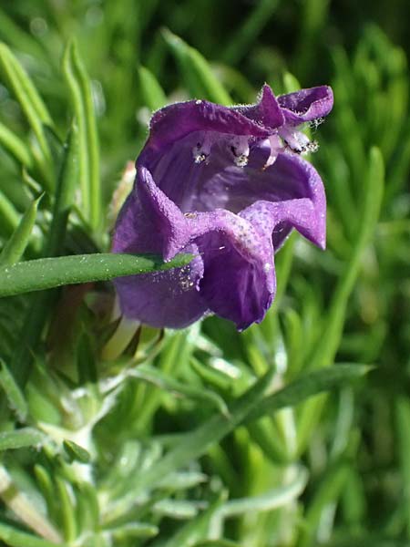 Dracocephalum austriacum \ sterreichischer Drachenkopf / Austrian Dragon Head, A Hainburg 12.5.2015