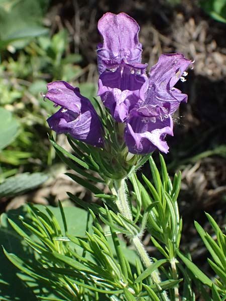 Dracocephalum austriacum \ sterreichischer Drachenkopf / Austrian Dragon Head, A Hainburg 12.5.2015