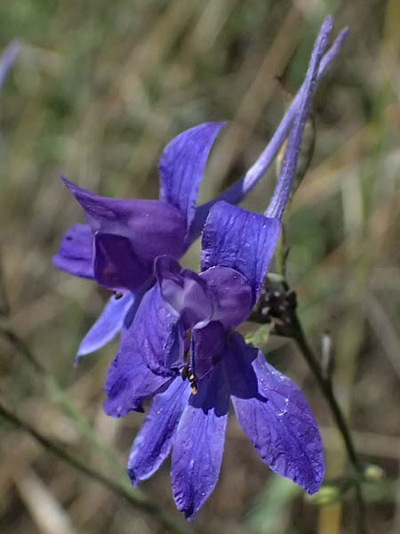 Delphinium consolida subsp. paniculatum \ Rispiger Acker-Rittersporn / Field Larkspur, A Hollabrunn 12.8.2025