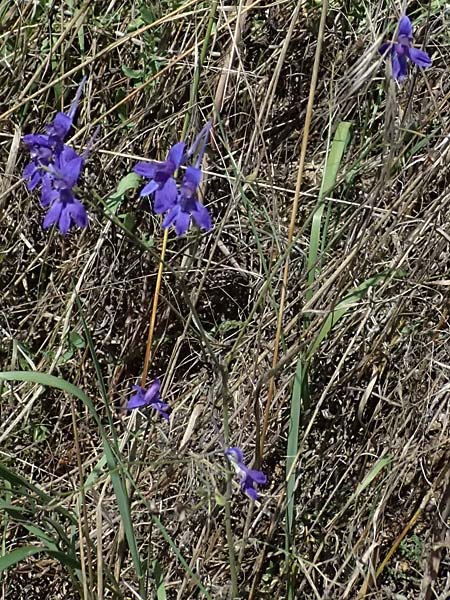 Delphinium consolida subsp. paniculatum \ Rispiger Acker-Rittersporn / Field Larkspur, A Hollabrunn 12.8.2025