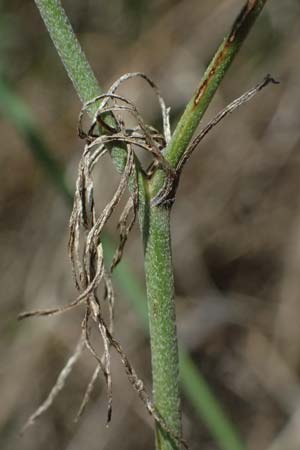 Delphinium consolida subsp. paniculatum \ Rispiger Acker-Rittersporn / Field Larkspur, A Hollabrunn 12.8.2025