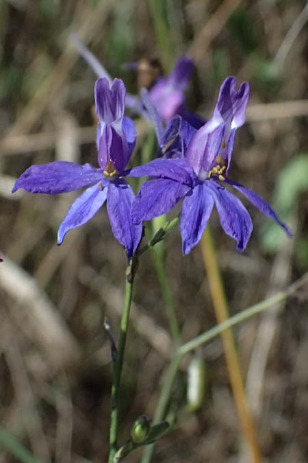 Delphinium consolida subsp. paniculatum \ Rispiger Acker-Rittersporn / Field Larkspur, A Hollabrunn 12.8.2025