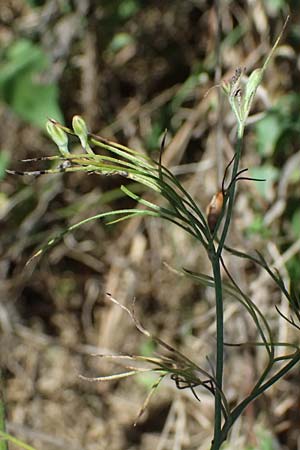 Delphinium consolida subsp. paniculatum \ Rispiger Acker-Rittersporn / Field Larkspur, A Hollabrunn 12.8.2025