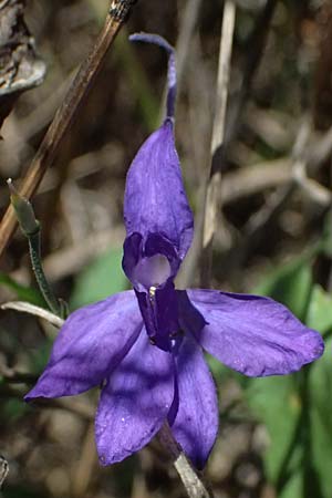 Delphinium consolida subsp. paniculatum \ Rispiger Acker-Rittersporn / Field Larkspur, A Hollabrunn 12.8.2025