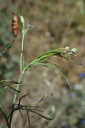 Delphinium consolida subsp. paniculatum \ Rispiger Acker-Rittersporn / Field Larkspur, A Hollabrunn 12.8.2025