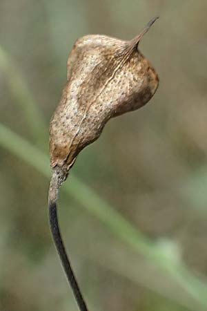 Delphinium consolida subsp. paniculatum \ Rispiger Acker-Rittersporn / Field Larkspur, A Hollabrunn 12.8.2025