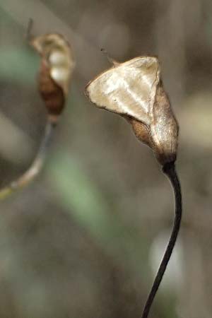Delphinium consolida subsp. paniculatum \ Rispiger Acker-Rittersporn / Field Larkspur, A Hollabrunn 12.8.2025