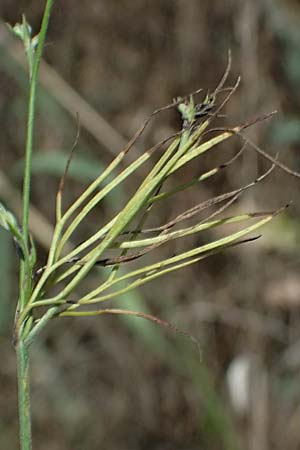 Delphinium consolida subsp. paniculatum \ Rispiger Acker-Rittersporn / Field Larkspur, A Hollabrunn 12.8.2025