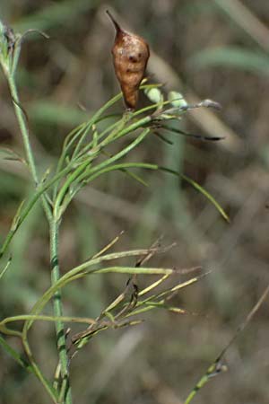 Delphinium consolida subsp. paniculatum \ Rispiger Acker-Rittersporn / Field Larkspur, A Hollabrunn 12.8.2025
