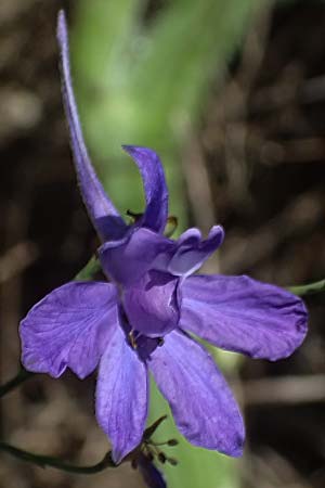 Delphinium consolida subsp. paniculatum \ Rispiger Acker-Rittersporn / Field Larkspur, A Hollabrunn 12.8.2025