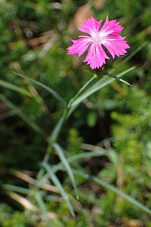 Dianthus carthusianorum subsp. capillifrons \ Schmalblttrige Kartuser-Nelke, Serpentin-Kartuser-Nelke / Serpentine Carthusian Pink, A Kraubath (Mur) 25.7.2021