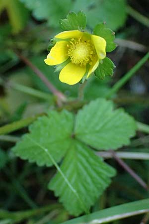Potentilla indica \ Indische Schein-Erdbeere / Yellow-flowered Strawberry, A Bad Radkersburg 16.6.2026