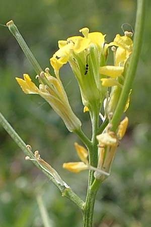 Erysimum repandum \ Brach-Sch�terich, Ausgespreizter Sch�terich, A Seewinkel, Apetlon 8.5.2022