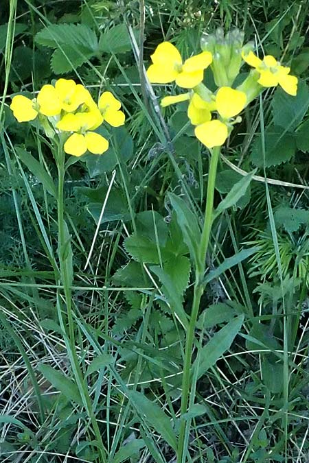 Erysimum odoratum \ Honig-Sch�terich, Wohlriechender Sch�terich / Odorant Treacle Mustard, A Hainburg 14.5.2022
