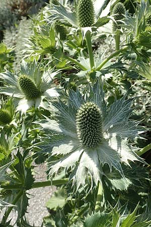 Eryngium alpinum \ Alpen-Mannstreu / Alpine Eryngo, A Bad Mitterndorf 4.7.2020