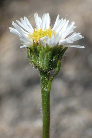 Erigeron glabratus subsp. candidus / Variable Fleabane, A Carinthia, Koralpe 3.7.2022