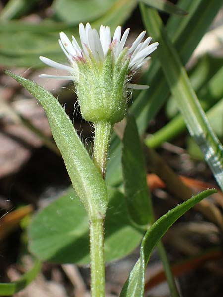 Erigeron glabratus subsp. candidus / Variable Fleabane, A Carinthia, Koralpe 3.7.2022