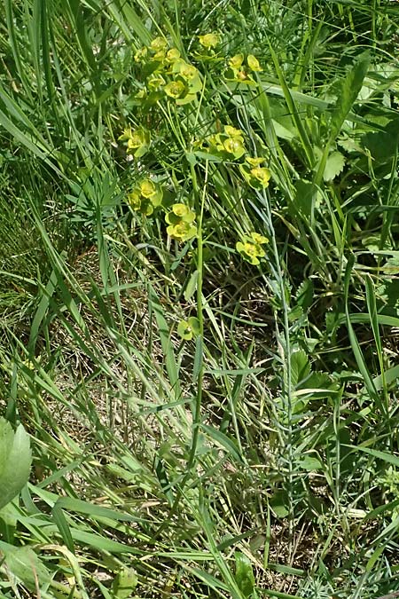 Euphorbia cyparissias \ Zypressen-Wolfsmilch / Cypress Spurge, A Wien 11.5.2025