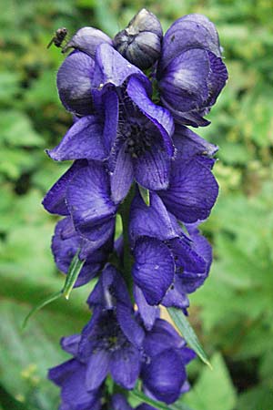 Aconitum tauricum \ Tauern-Eisenhut, A Turrach 22.7.2007