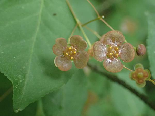 Euonymus latifolius \ Breitblttriges Pfaffenhtchen / Broad-Leaf Spindle, A Hollabrunn 11.5.2025
