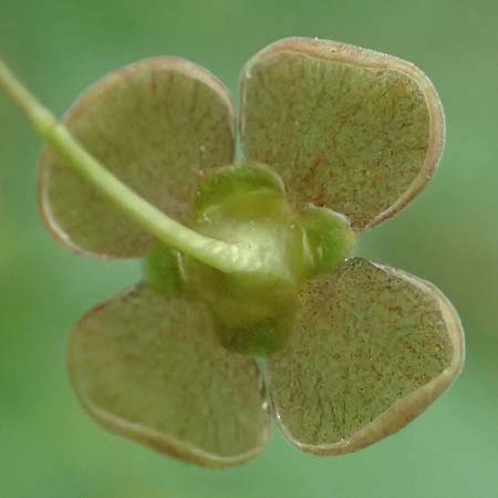 Euonymus latifolius \ Breitblttriges Pfaffenhtchen / Broad-Leaf Spindle, A Hollabrunn 11.5.2025