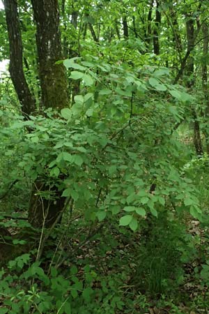Euonymus latifolius \ Breitblttriges Pfaffenhtchen / Broad-Leaf Spindle, A Hollabrunn 11.5.2025