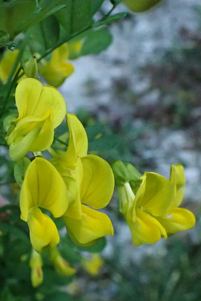 Hippocrepis emerus \ Strauchwicke, A St. Gilgen 14.5.2025