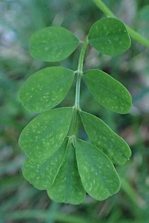 Hippocrepis emerus \ Strauchwicke, A St. Gilgen 14.5.2025