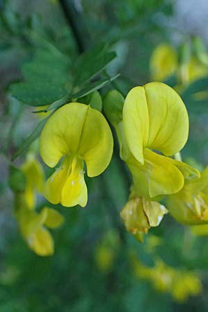 Hippocrepis emerus \ Strauchwicke, A St. Gilgen 14.5.2025