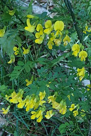 Hippocrepis emerus \ Strauchwicke, A St. Gilgen 14.5.2025