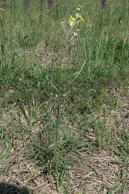 Erysimum sylvestre \ Lack-Schterich, Felsen-Schterich / Wood Treacle Mustard, A Seewinkel, Illmitz 9.5.2022